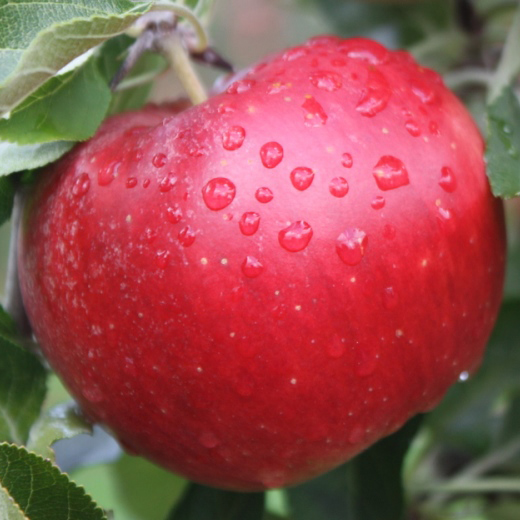 Jabloň Redlove Paradis 'Utopia' květináč 5 litrů, výška 80/100cm, zimní, CIZOSPRAŠNÁ-1