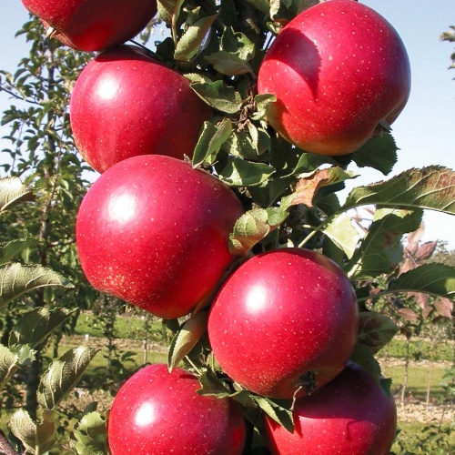 Jabloně - Jabloň 'RedSpirng' prostokořenné, sloupová, zimní, CIZOSPRAŠNÁ