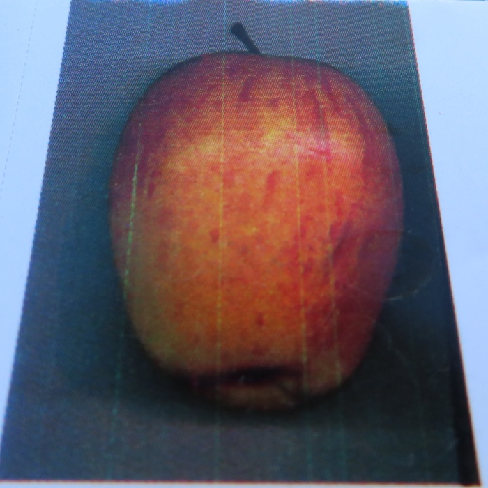 Rostliny - Jabloň 'Řehtáč soudkovitý' květináč 7,5 litru, zákrsek, podzimní, CIZOSPRAŠNÁ