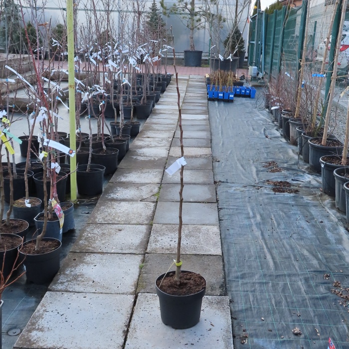 Jabloň 'Řehtáč soudkovitý' květináč 7,5 litru, zákrsek, podzimní, CIZOSPRAŠNÁ-0