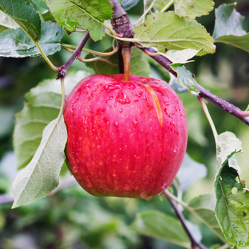 Rostliny - Jabloň 'Rubín' prostokořenná, zákrsek, zimní, CIZOSPRAŠNÁ