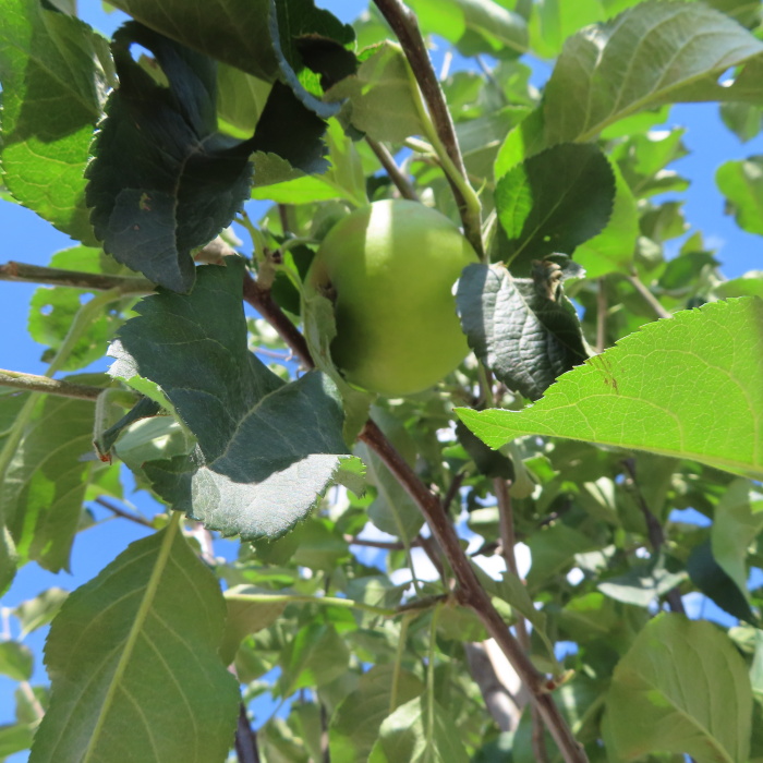 Jabloně - Jabloň 'Rubinola' obvod kmene 10/12cm, zimní, REZISTENTNÍ