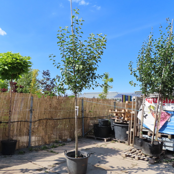 Jabloň 'Rubinola' obvod kmene 10/12cm, zimní, REZISTENTNÍ-0