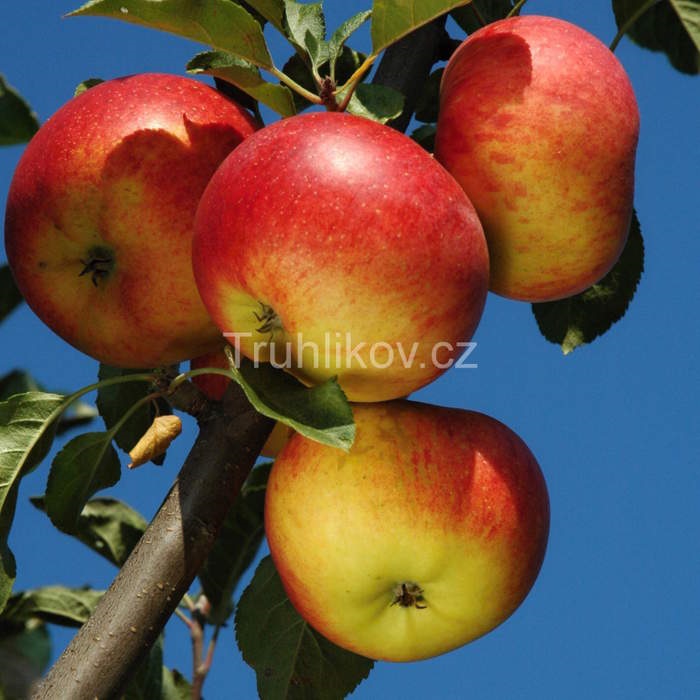 Rostliny - Jabloň 'Rubinola' prostokořenné, špičák, zimní, REZISTENTNÍ