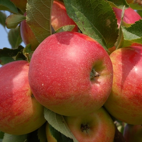 Rostliny - Jabloň Šampion květináč 7,5 litru, zákrsek, zimní, CIZOSPRAŠNÁ