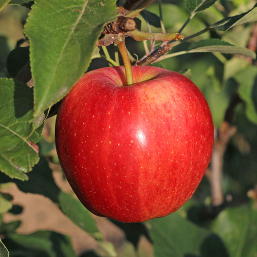 Rostliny - Jabloň 'Šampion Red' zimní 7,5 litru