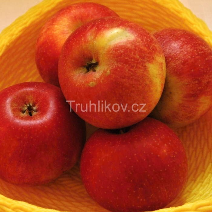 Jabloně - Jabloň 'Šampion Reno' prostokořenné, špičák, zimní, CIZOSPRAŠNÁ