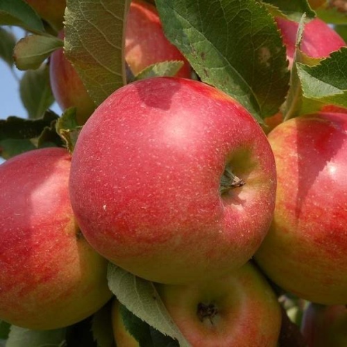 Rostliny - Jabloň 'Šampion' zimní, zákrsek, 10 litrů