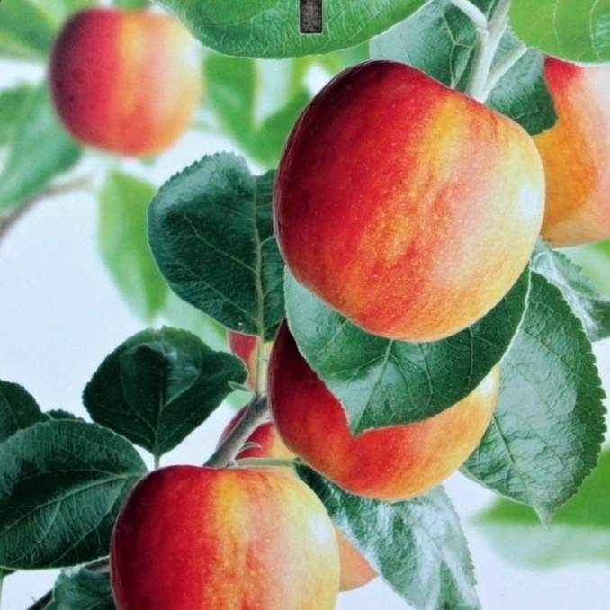 Jabloně - Jabloň 'Santana' květináč 6 litrů, výška 150/175cm, podzimní, CIZOSPRAŠNÁ