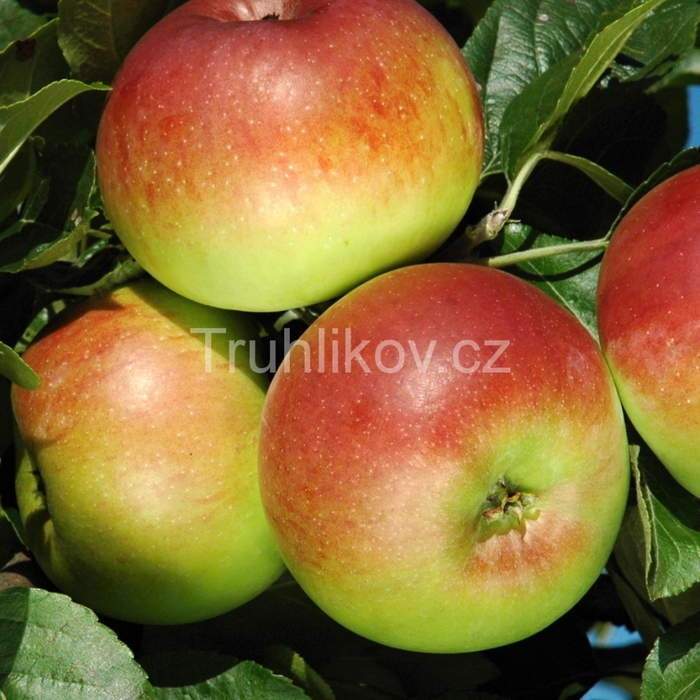 Jabloně - Jabloň 'Selena' květináč 6 litrů, čtvrtkmen, zimní, REZISTENTNÍ, CIZOSPRAŠNÁ