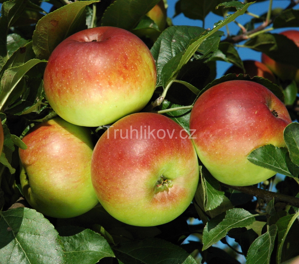 Jabloně - Jabloň 'Selena' prostokořenné, zákrsek, zimní, REZISTENTNÍ, CIZOSPRAŠNÁ