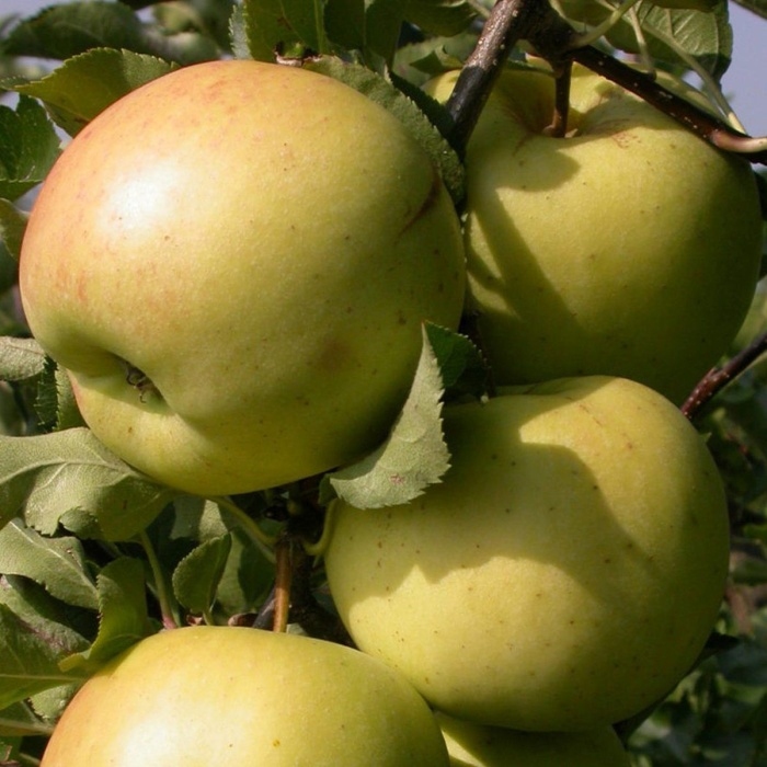 Rostliny - Jabloň Sirius květináč 6,3 litru, zimní