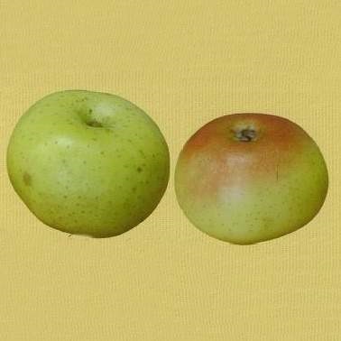 Rostliny - Jabloň Smiřické květináč 7,5 litru, zákrsek, zimní, CIZOSPRAŠNÁ