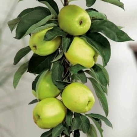 Jabloně - Jabloň 'Sonet' květináč 7,5 litru, sloupová, zimní, CIZOSPRAŠNÁ