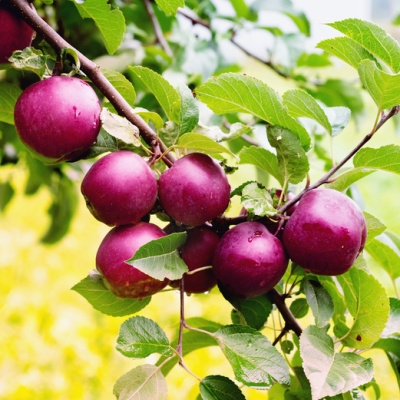 Jabloně - Jabloň 'Spartan' prostokořenná, zákrsek, zimní, CIZOSPRAŠNÁ