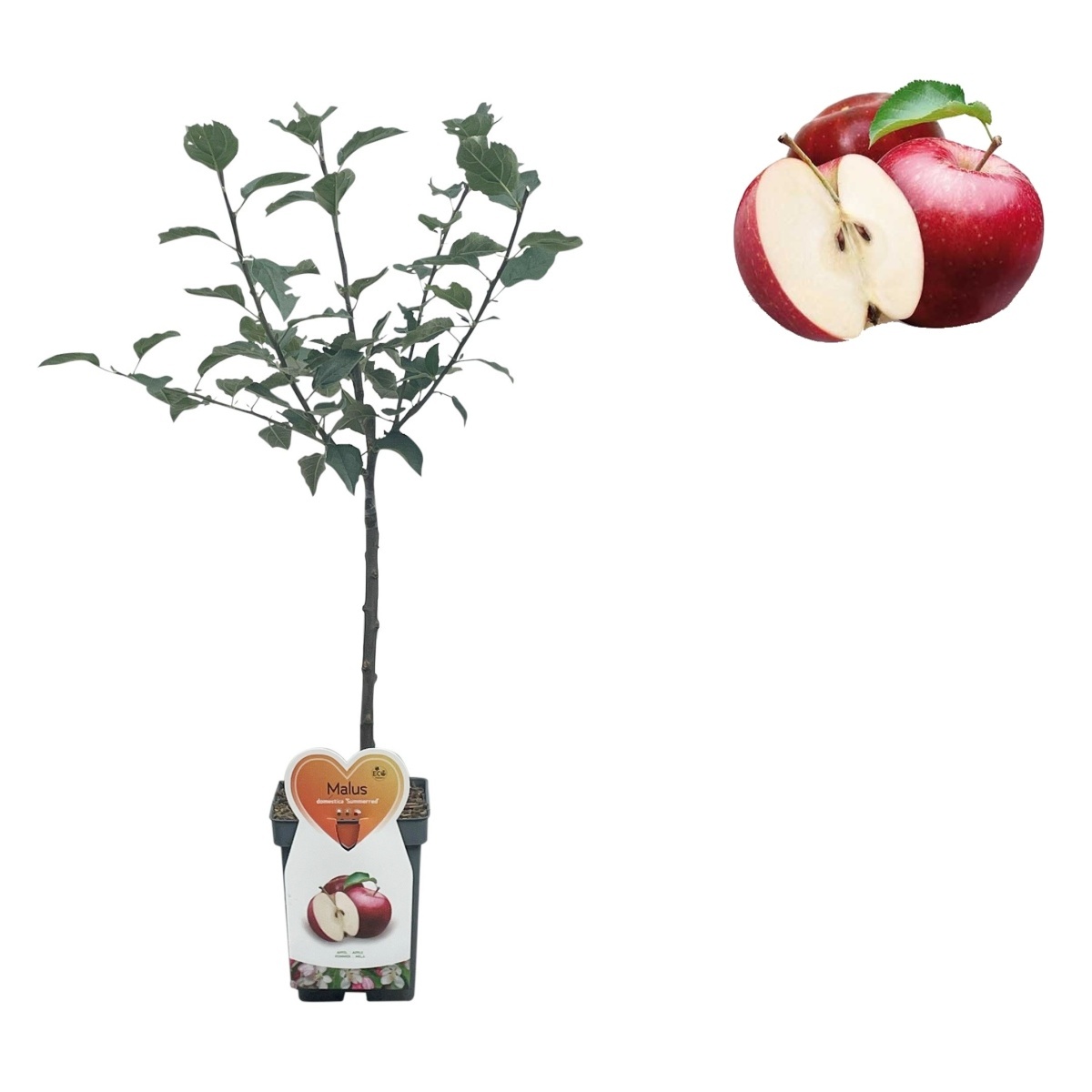 Rostliny - Jabloň Summerrred květináč 5 litrů, balkonová, zákrsek, letní, CIZOSPRAŠNÁ