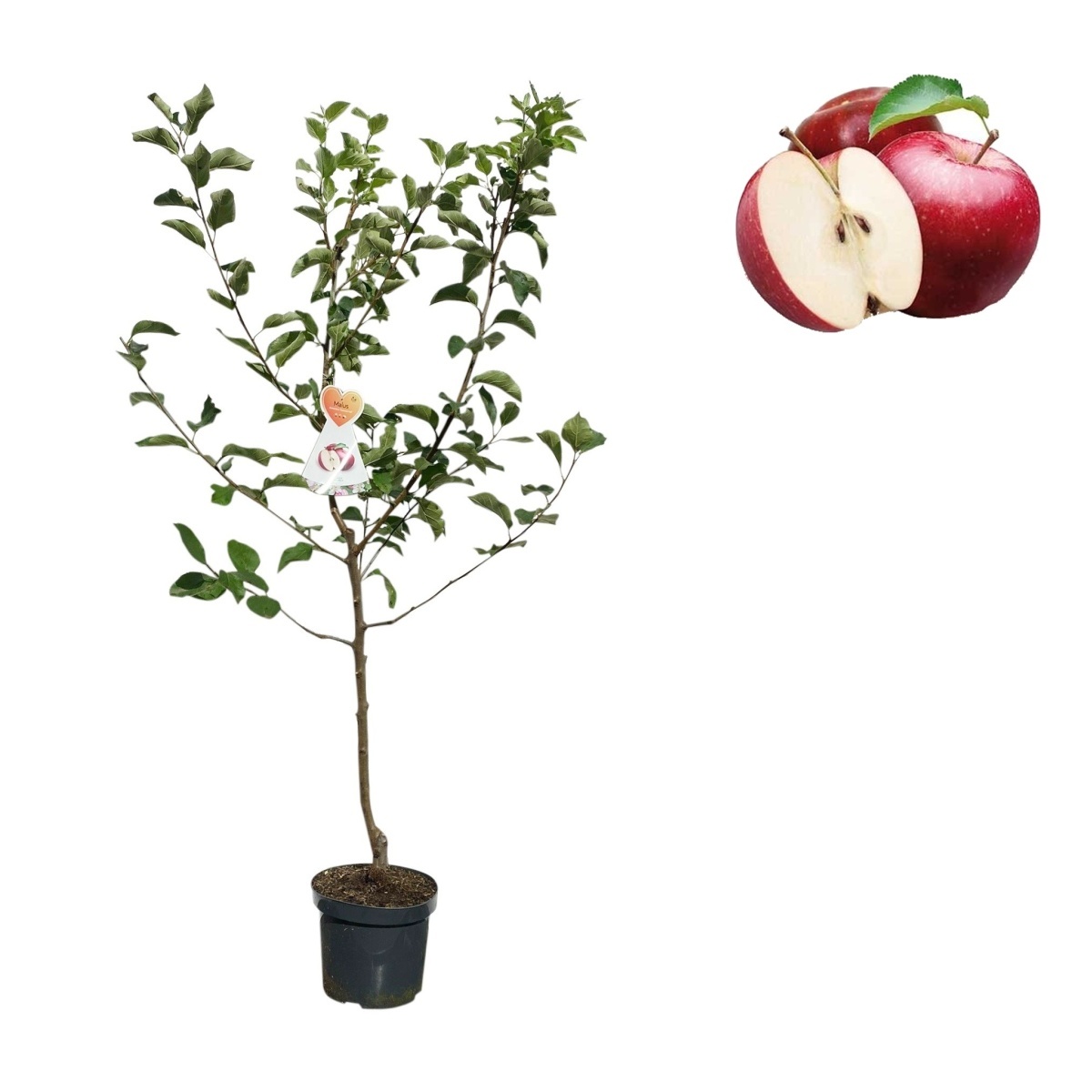 Rostliny - Jabloň 'Summerrred' květináč 6 litrů, výška 150/175cm, letní, CIZOSPRAŠNÁ