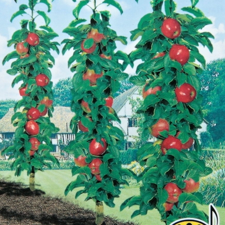 Rostliny - Jabloň Summertime Starline květináč 12 litrů, sloupová, podzimní, CIZOSPRAŠNÁ