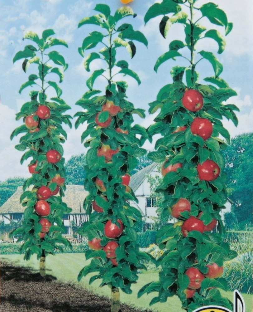 Jabloň Summertime Starline květináč 12 litrů, sloupová, podzimní, CIZOSPRAŠNÁ-0