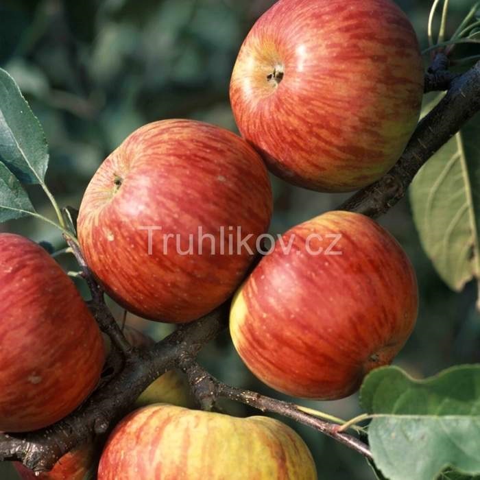 Rostliny - Jabloň Topaz květináč 7 litru, zákrsek, zimní, REZISTENTNÍ, CIZOSPRAŠNÁ