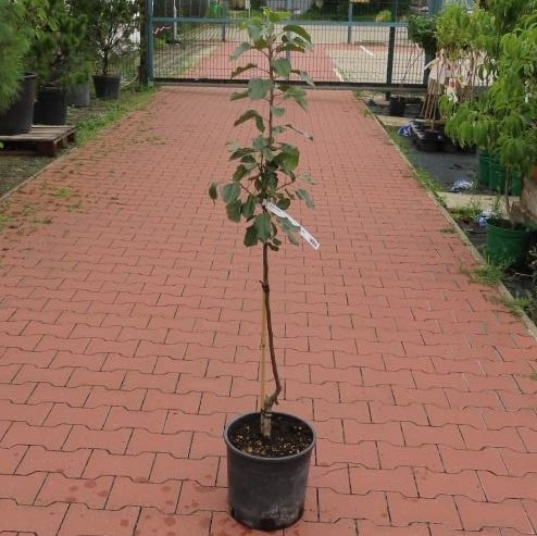 Jabloň Topaz květináč 7 litru, zákrsek, zimní, REZISTENTNÍ, CIZOSPRAŠNÁ-0