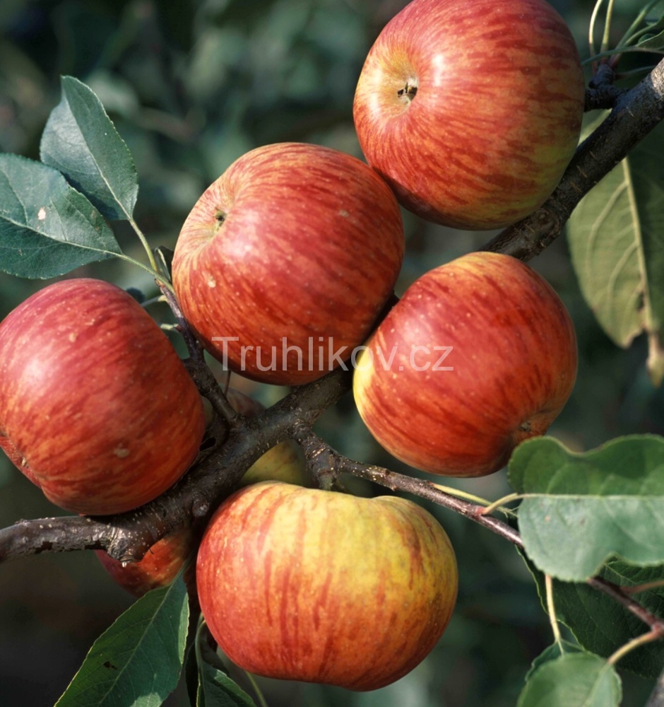 Jabloně - Jabloň 'Topaz' prostokořenné, zákrsek, zimní, REZISTENTNÍ, CIZOSPRAŠNÁ