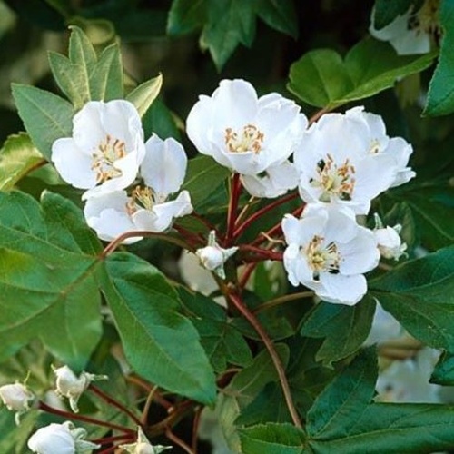 Listnaté stromky a stromy - Jabloň trojlaločná květináč 18 litrů, čtvrtkmen, strom