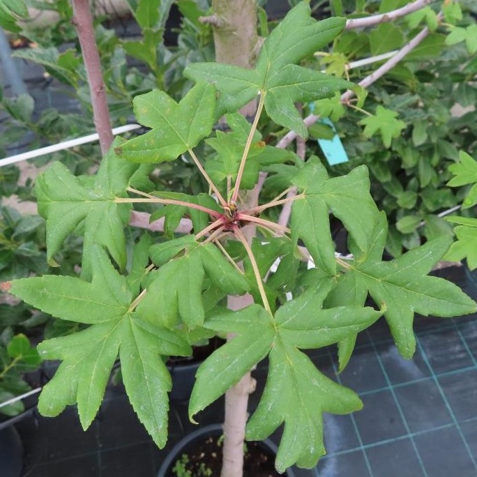 Jabloň trojlaločná květináč 18 litrů, čtvrtkmen, strom-0