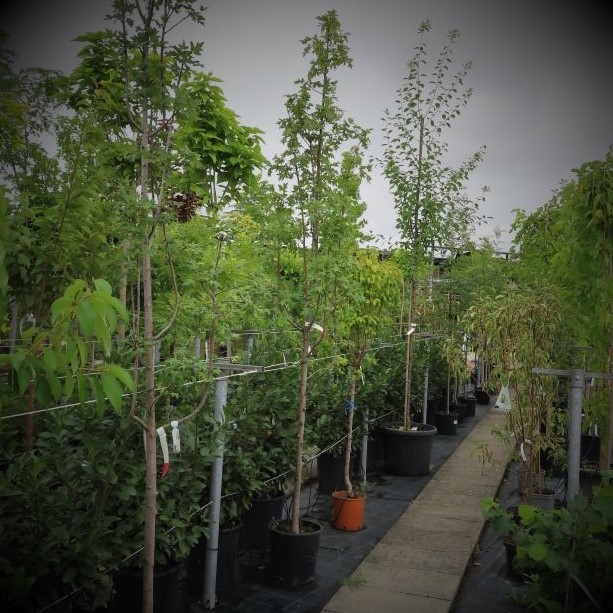 Jabloň trojlaločná květináč 18 litrů, čtvrtkmen, strom-2