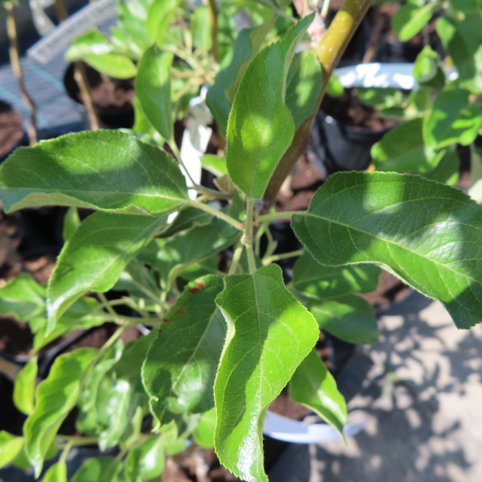 Rostliny - Jabloň 'Vanda' květináč 7,5 litru, zákrsek, zimní, REZISTENTNÍ, CIZOSPRAŠNÁ