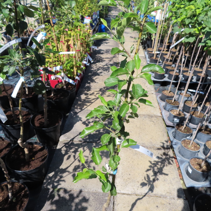 Jabloň 'Vanda' květináč 7,5 litru, zákrsek, zimní, REZISTENTNÍ, CIZOSPRAŠNÁ-0