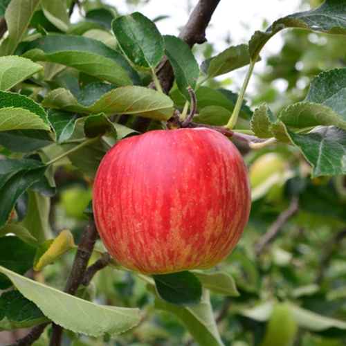 Jabloně - Jabloň 'Vltava' prostokořenné, špičák/štíhlé vřeteno, zimní, REZISTENTNÍ, CIZOSPRAŠNÁ