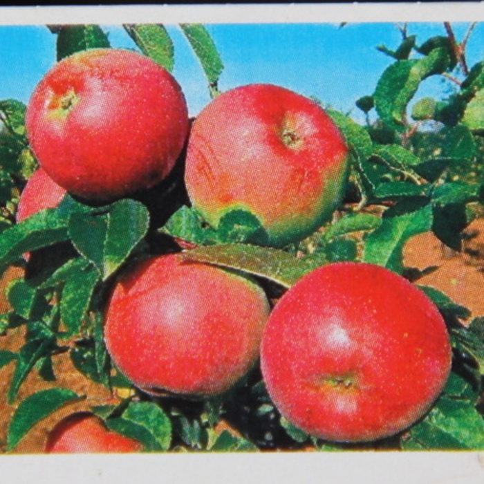 Rostliny - Jabloň Vysočina květináč 7,5 litru, rezistentní, podzimní