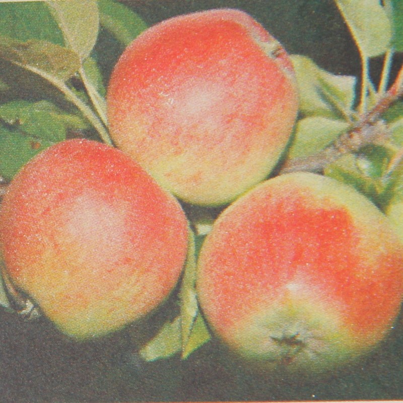 Jabloně - Jabloň 'Zuzana' květináč 7,5 litru, zákrsek, zimní, CIZOSPRAŠNÁ