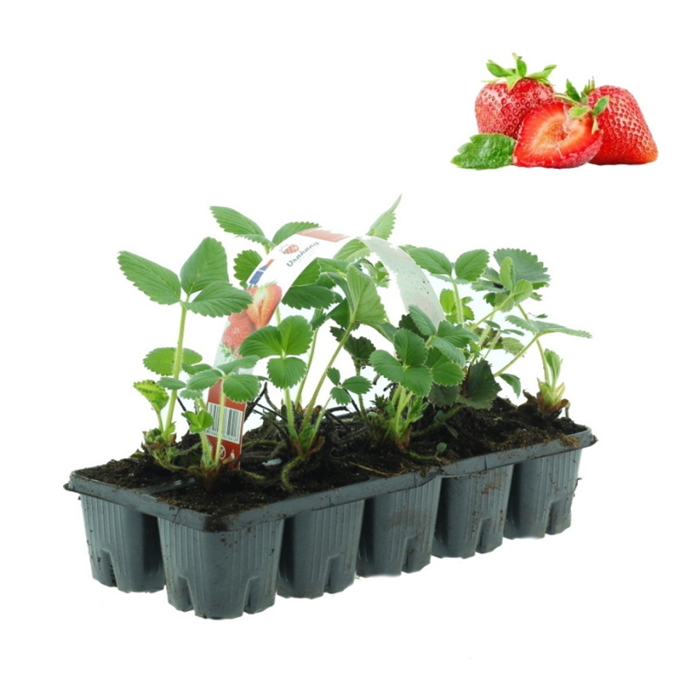 Rostliny - Jahodník balkonový převislý Mara de Bois 10pack