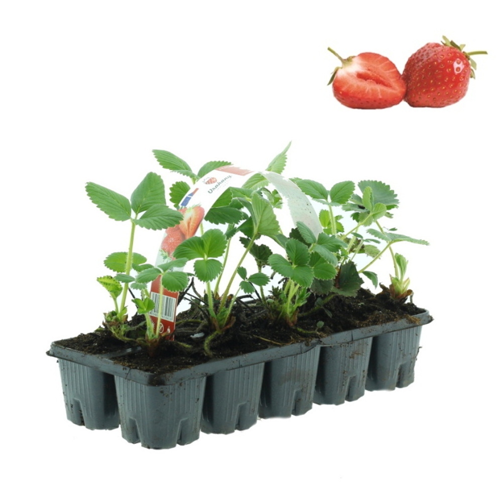 Rostliny - Jahodník EXCLUSIV jednouplodící Rumba 10pack