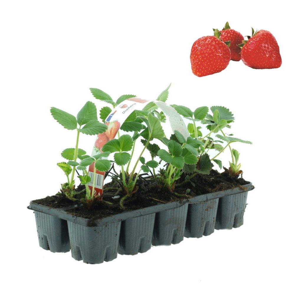 Jahodníky - Jahodník EXCLUSIV jednouplodící Sonata 10pack