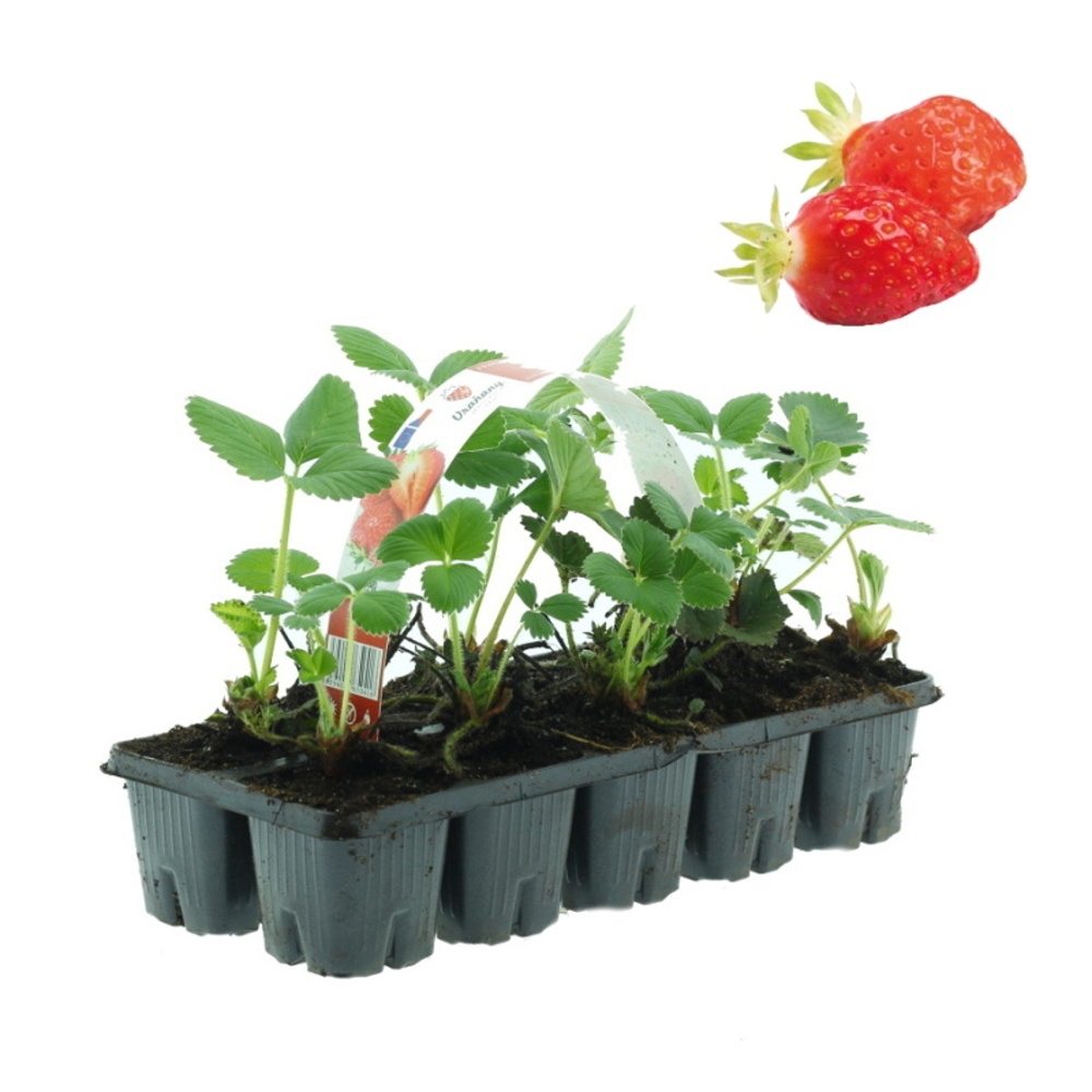 Jahodníky - Jahodník EXCLUSIV stáleplodící Anabel 10pack