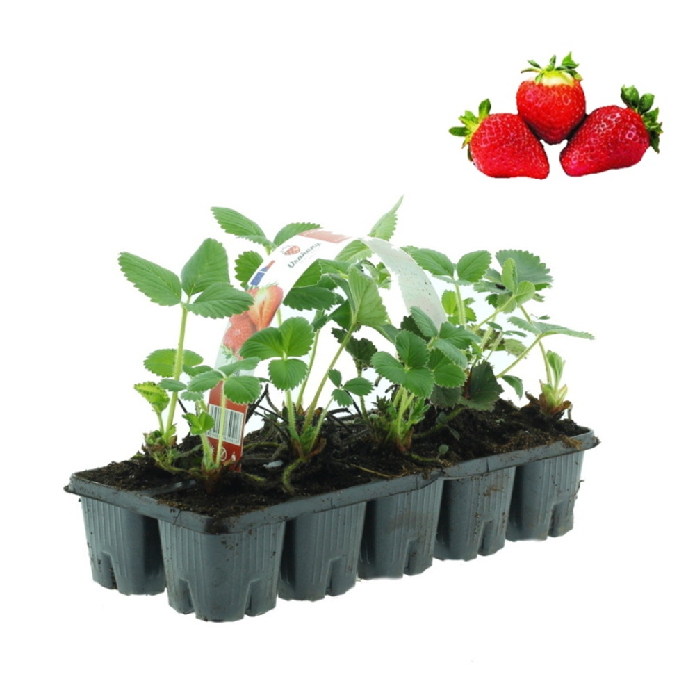 Rostliny - Jahodník EXCLUSIVE jednouplodící Salsa 10pack