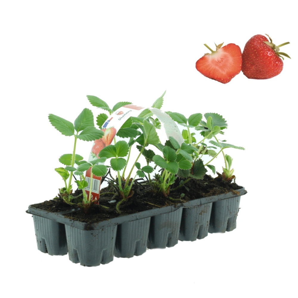 Rostliny - Jahodník jednouplodící Elsanta 10pack