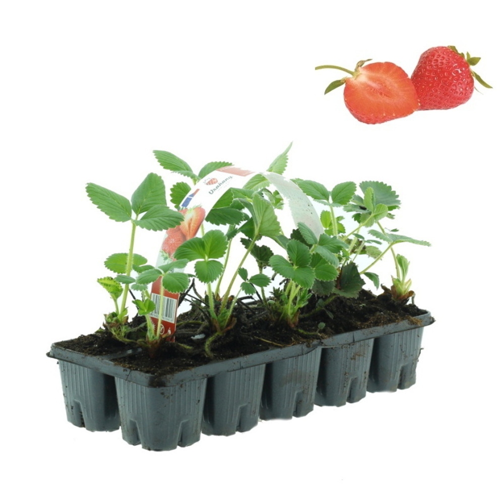 Rostliny - Jahodník jednouplodící Florence 10pack