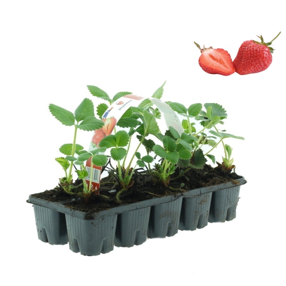 Rostliny - Jahodník jednouplodící Honeoye 10 pack