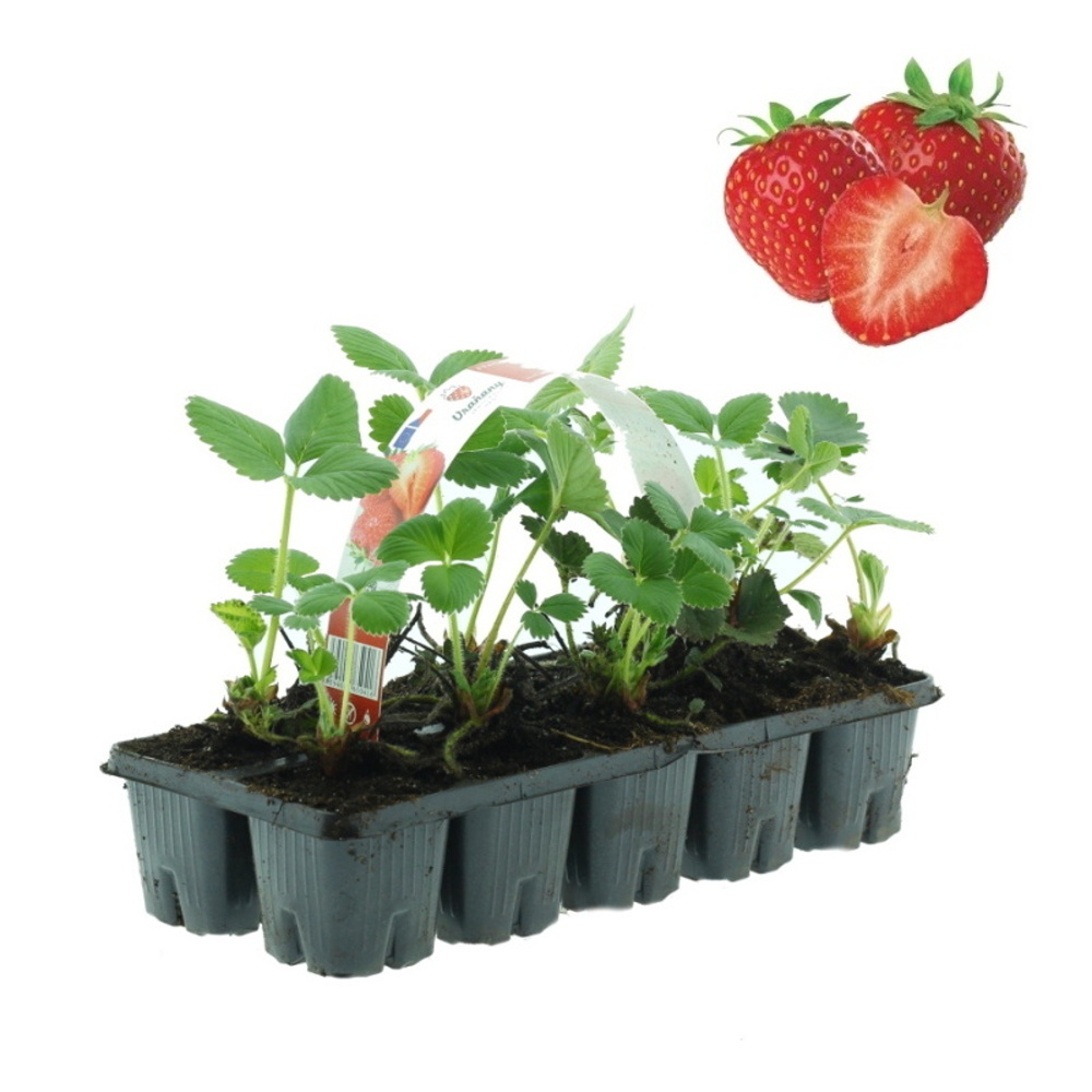 Jahodníky - Jahodník jednouplodící Induka 10pack