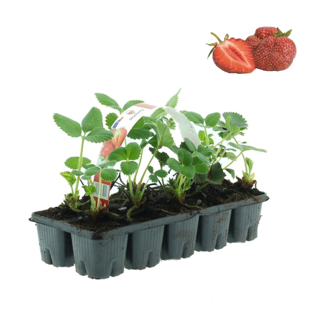 Jahodníky - Jahodník jednouplodící Karmen 10pack