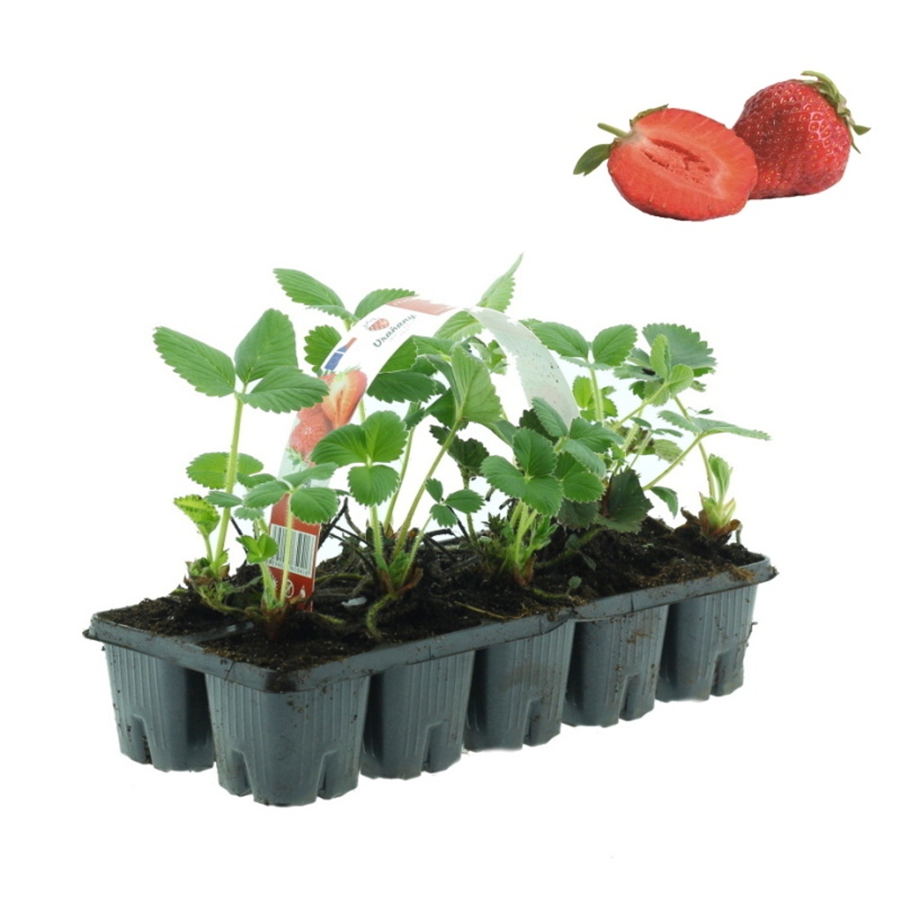 Rostliny - Jahodník jednouplodící Korona 10pack