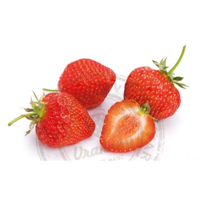 Rostliny - Jahodník jednouplodící  Pralinka 10pack