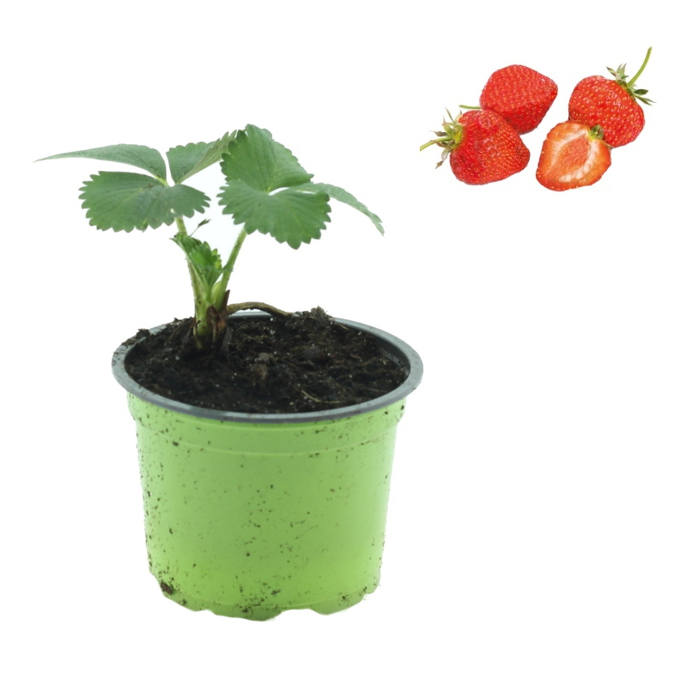 Rostliny - Jahodník jednouplodící Pralinka květináč 10,5cm