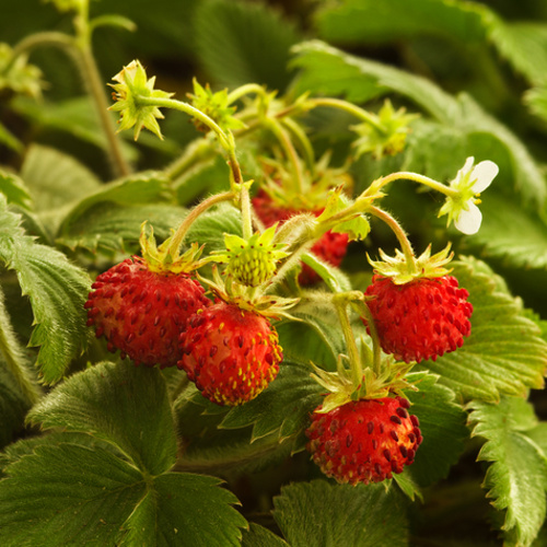 Rostliny - Jahodník lesní Alexandra 10pack