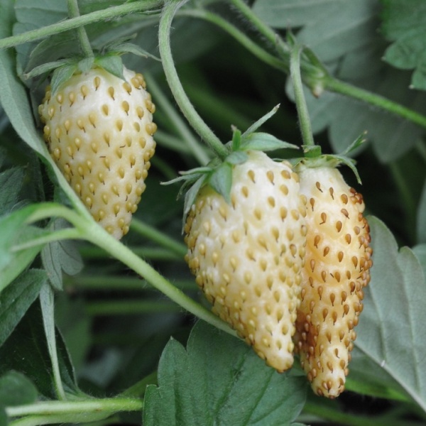 Rostliny - Jahodník lesní 'Tubby® White' 12cm