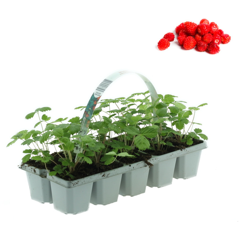 Jahodníky - Jahodník měsíční 10pack